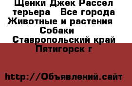 Щенки Джек Рассел терьера - Все города Животные и растения » Собаки   . Ставропольский край,Пятигорск г.